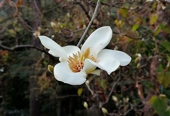 樱花动漫猎户出山