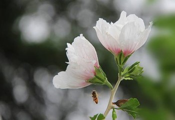 神游风车动漫